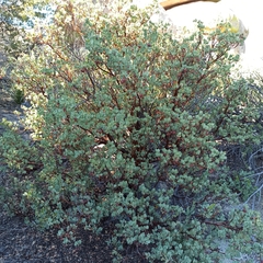 Arctostaphylos peninsularis