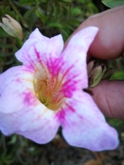Podranea
