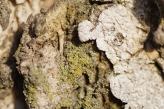 Candelariella reflexa