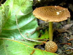 Psathyrella propinqua