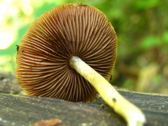 Psathyrella propinqua