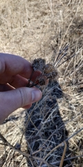Arctium tomentosum
