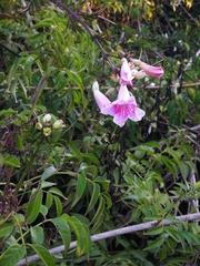 Podranea