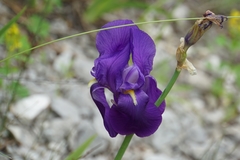 Iris pallida illyrica