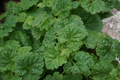 Perityle cordifolia