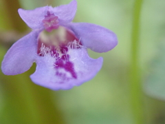 Glechoma hederacea