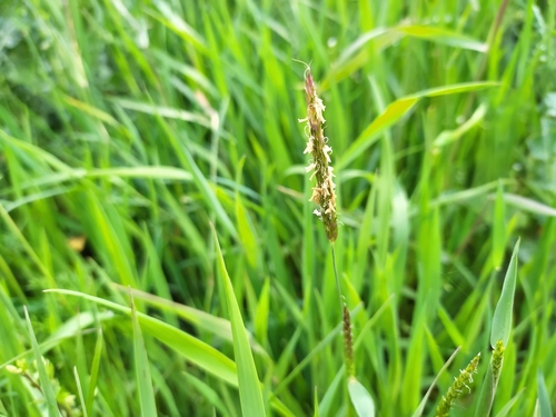 Alopecurus myosuroides iNat (3)