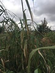 Phragmites australis