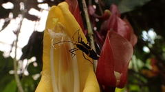 Hypselonotus linea