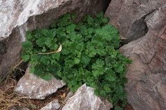 Perityle cordifolia