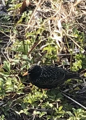 Sturnus vulgaris