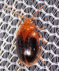 Prionocyphon discoideus