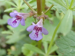 Glechoma hederacea