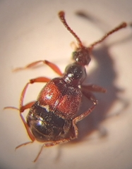 Tyrus mucronatus