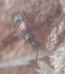 Tyrus mucronatus