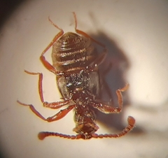 Tyrus mucronatus