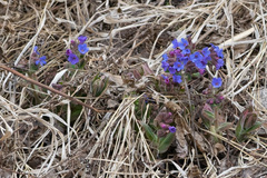Pulmonaria mollis