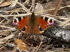 Aglais io