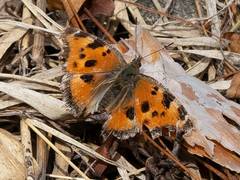 Nymphalis xanthomelas