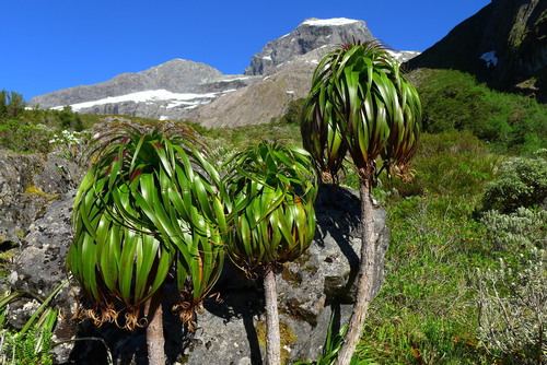 Fiordland Dragonwood (Dracophyllum fiordense)