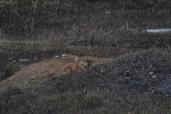 Marmota