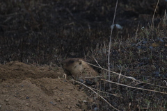 Marmota