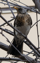 Turdus pilaris