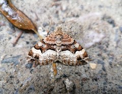 Xanthorhoe biriviata