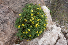 Perityle cordifolia