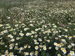 Anthemis arvensis