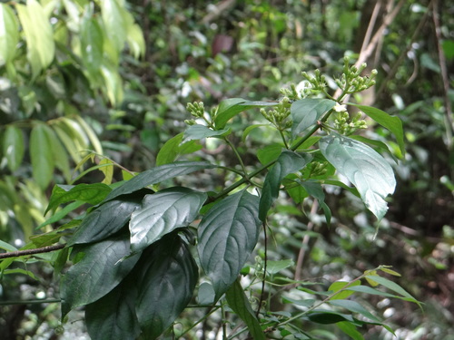 Mussaenda parviflora iNat (3)