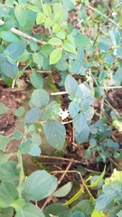 Phaulopsis imbricata