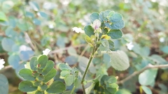 Phaulopsis imbricata