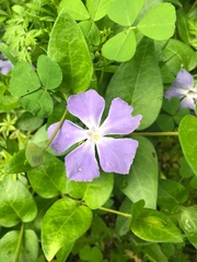 Vinca major