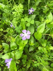 Vinca major