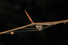 Mastophora