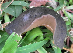 Laevicaulis natalensis