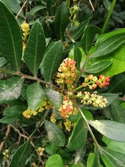 Pistacia lentiscus