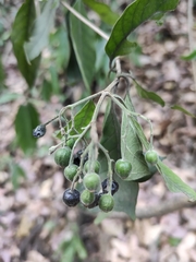 Tarenna mollissima