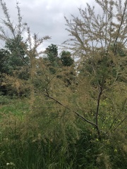 Tamarix gallica