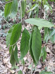 Tarenna mollissima