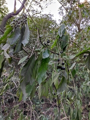 Tarenna mollissima