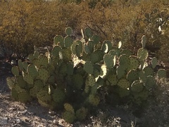 Opuntia engelmannii engelmannii