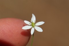 Meconella denticulata