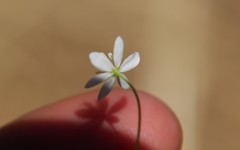 Meconella denticulata