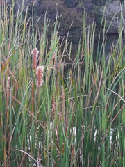 Typha capensis