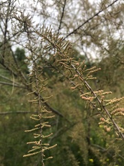 Tamarix gallica