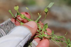 Meconella denticulata