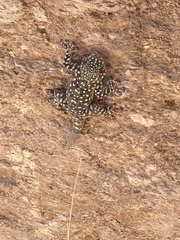 Ptyodactylus puiseuxi
