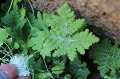 Pentagramma rebmanii